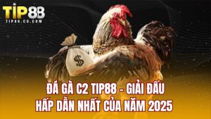 Đá Gà C2 TIP88 - Giải Đấu Hấp Dẫn Nhất Của Năm 2025