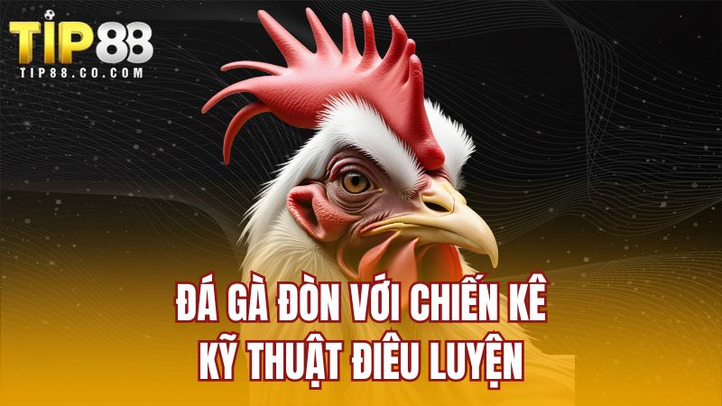 Đá gà đòn với chiến kê kỹ thuật điêu luyện
