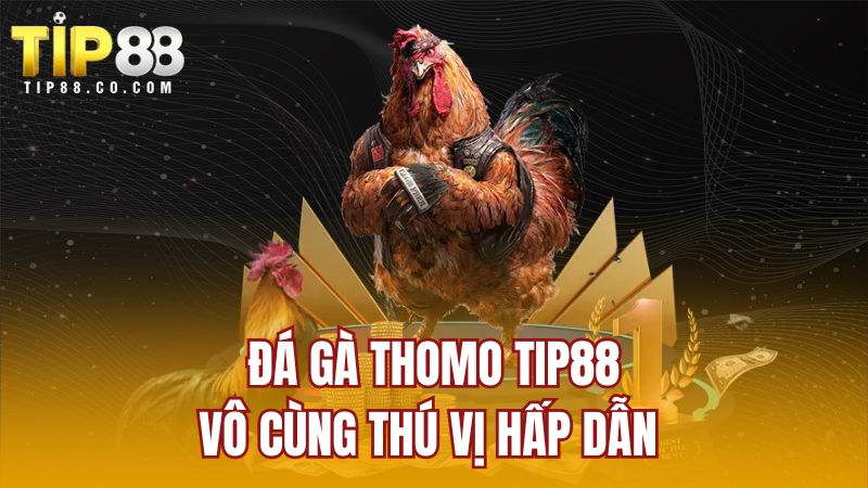 Đá gà Thomo TIP88 vô cùng thú vị hấp dẫn